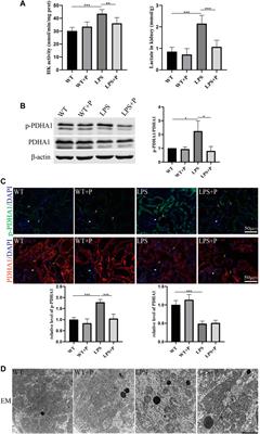 Vitamin D-VDR (vitamin D receptor) alleviates glucose metabolism reprogramming in lipopolysaccharide-induced acute kidney injury